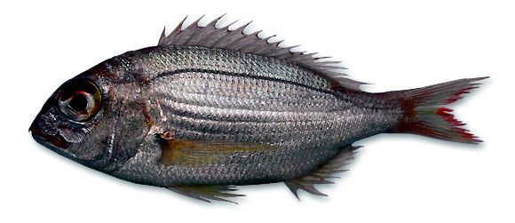 Dentex maroccanus_05.jpg